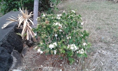 Gardenia brighamii