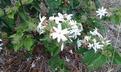 Gardenia brighamii