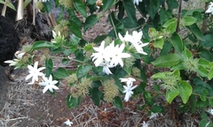 Gardenia brighamii