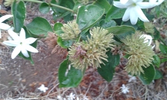 Gardenia brighamii