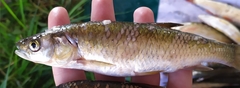 Prespa Chub photo 2