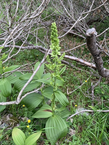 Image of Veratrum oxysepalum by (c) 岸本年郎, some rights reserved (CC BY)