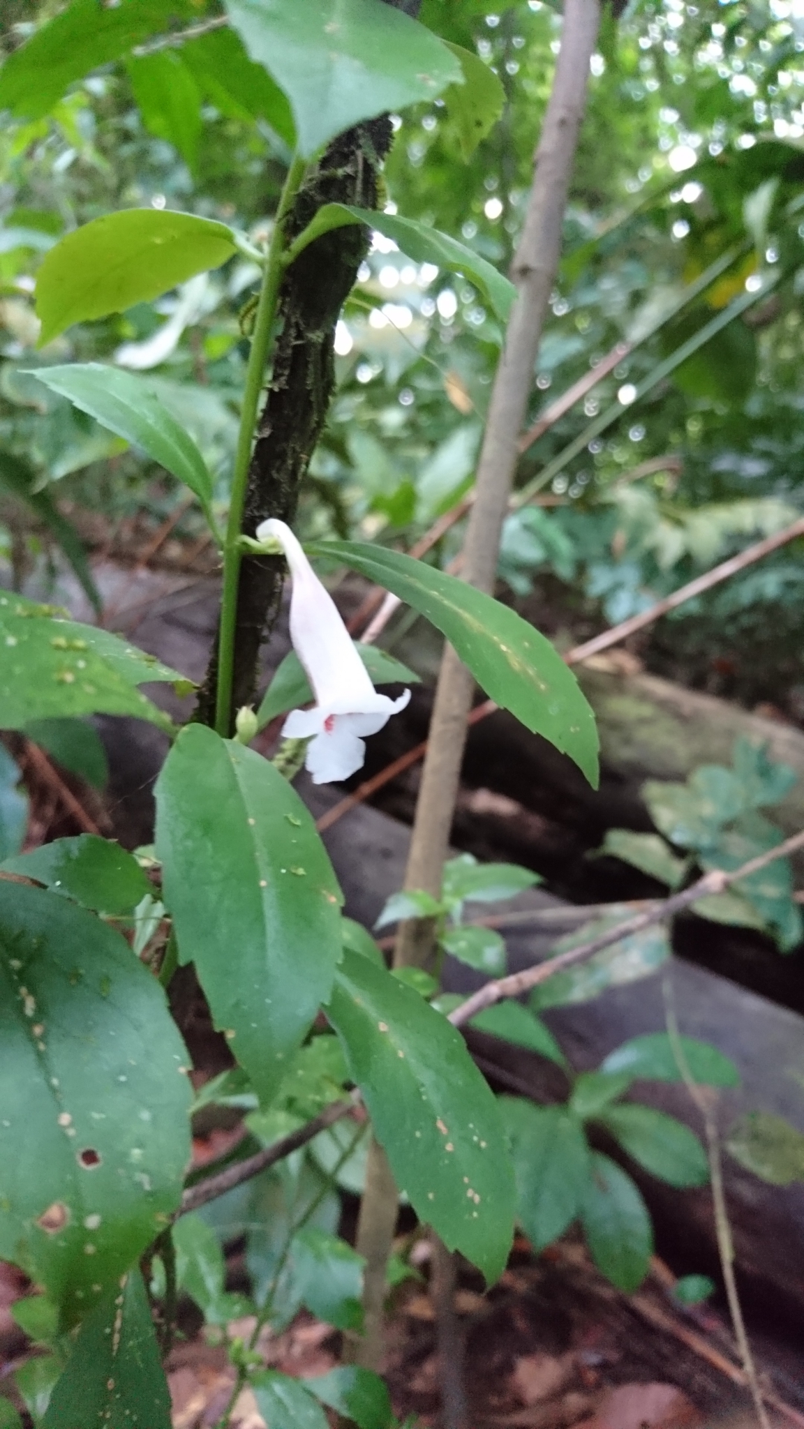 Codonanthopsis