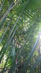 Phytelephas seemannii