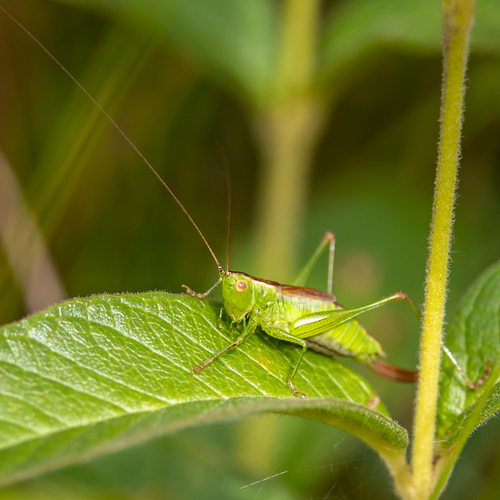 Short-winged Conehead, Westbroek, Nederland, photo 8 of 10