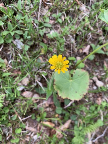 Image of Arnica unalaschcensis by (c) 岸本年郎, some rights reserved (CC BY)