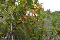 Dichaetanthera