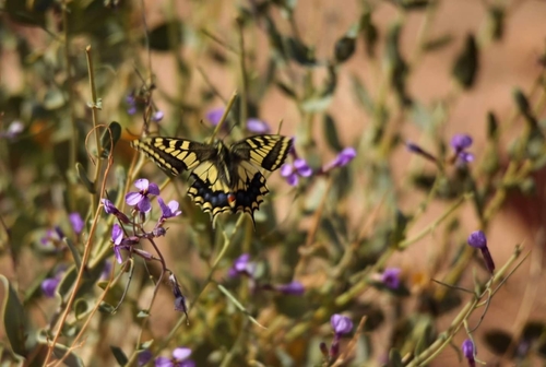 Desert Swallowtail