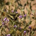 Papilio machaon saharae - Photo 由 Alidz31 所上傳的 (c) Alidz31，保留部份權利CC BY
