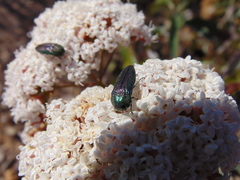 Acmaeodera divina