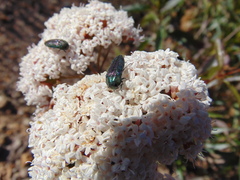 Acmaeodera divina