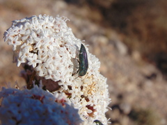 Acmaeodera divina