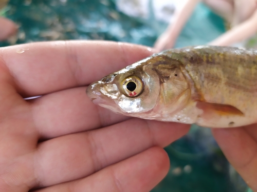 Prespa nase (Chondrostoma prespense) — Cyprinidae — 2