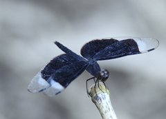 Neurothemis decora
