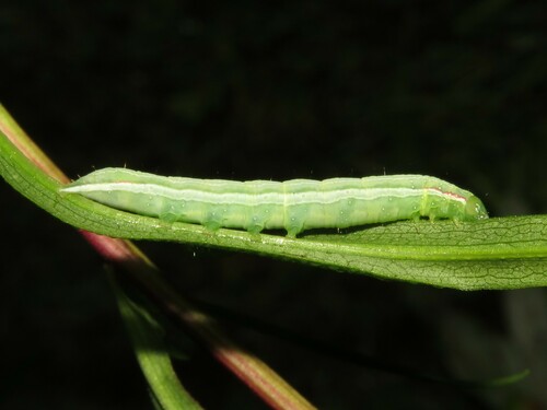 Leuconycta diphteroides photographed on goldenrod