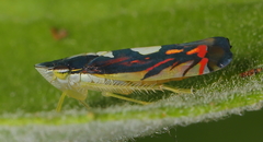 Diedrocephala variegata