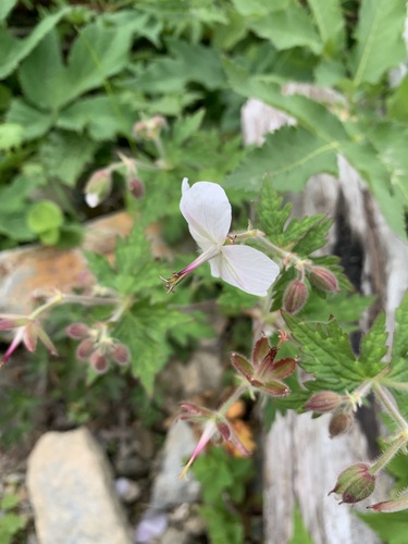 Geranium reinii, photograph 6