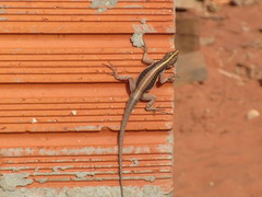 Tropidurus semitaeniatus