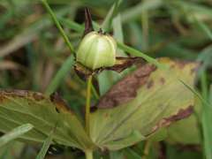 Trillium camschatcense