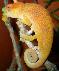 Matschie's Dwarf Chameleon photo 5