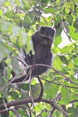 Cercopithecus mitis manyaraensis