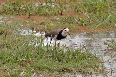 Vanellus crassirostris