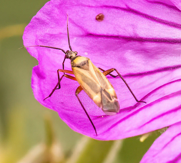 Plagiognathus shoshonea