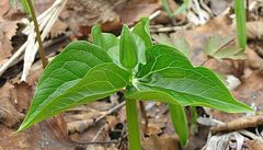 Trillium camschatcense