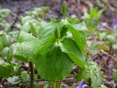 Trillium camschatcense