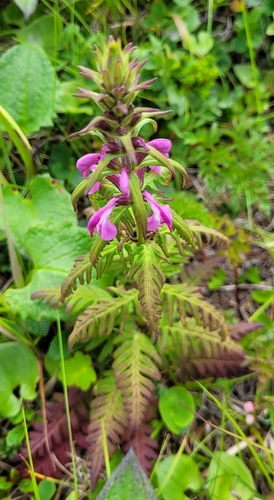 Image of Pedicularis chamissonis by (c) Pavel Smirnov, some rights reserved (CC BY)