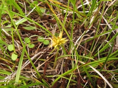 Carex flaviformis