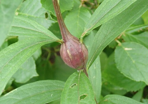 Gnorimoschema gallaediplopappi