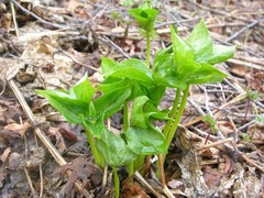 Trillium camschatcense
