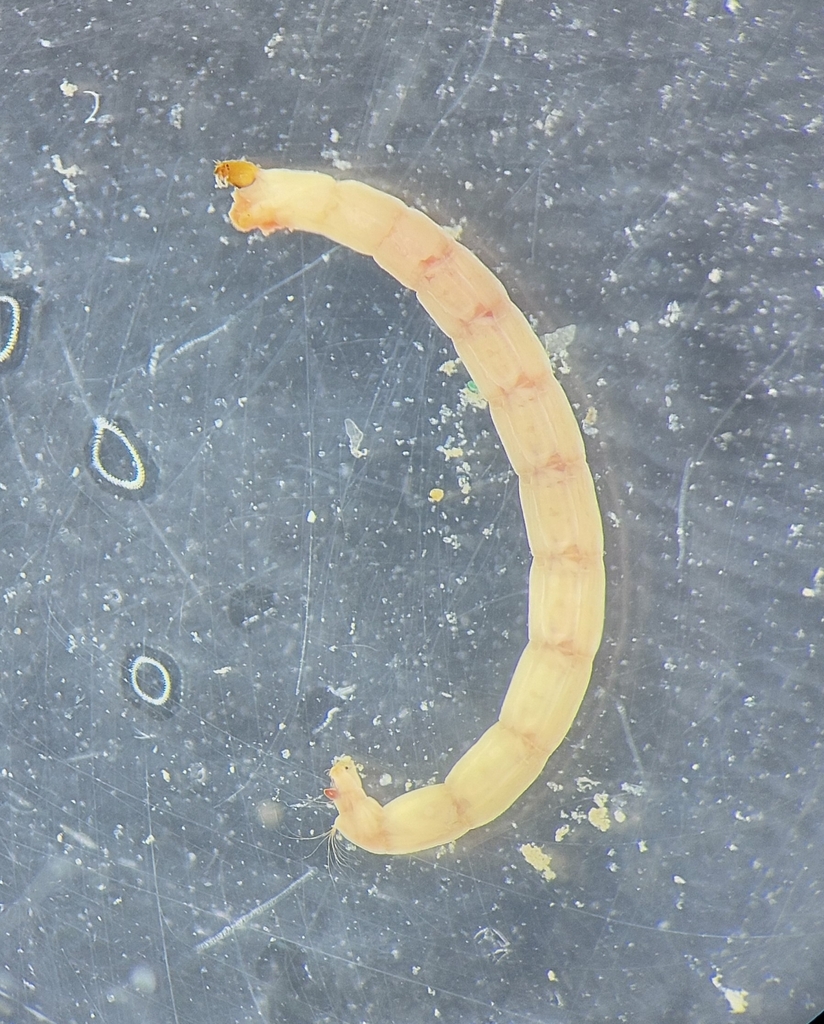 Cryptochironomus supplicans