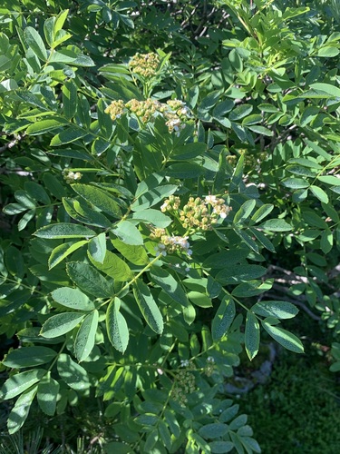 Sorbus matsumurana, photograph 5