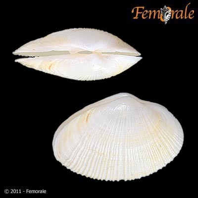 Rugose Mactra