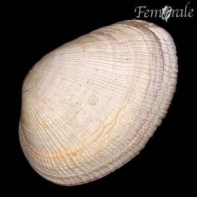 Representative image of Eastonia rugosa