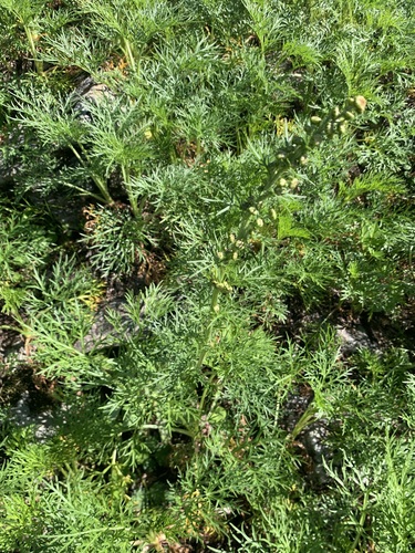 Artemisia sinanensis iNat (3)