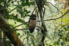 Pulsatrix perspicillata