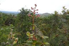 Dichaetanthera