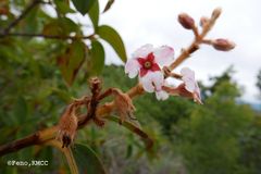 Dichaetanthera