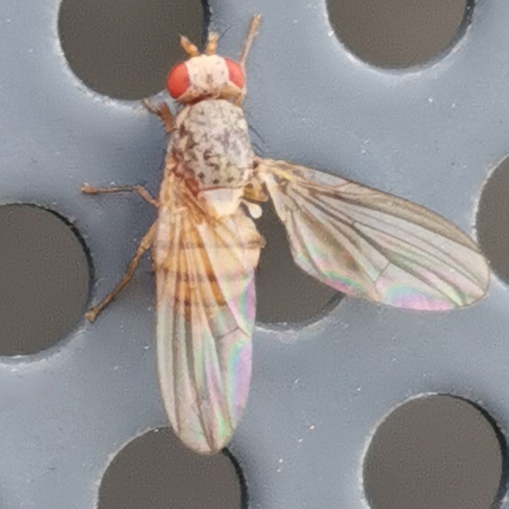 Pseudolyciella from 55120 Imatra, Suomi on August 10, 2023 at 0211 PM