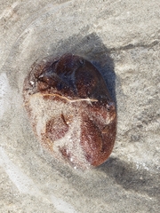Clypeaster rosaceus