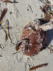 Clypeaster rosaceus