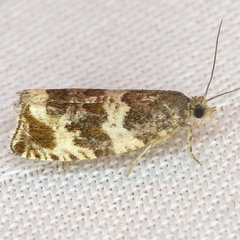 Olethreutes valdanum