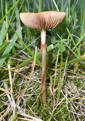 Agaricales