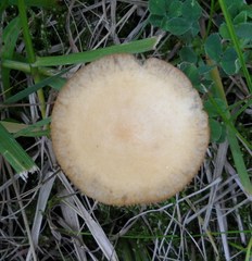 Agaricales