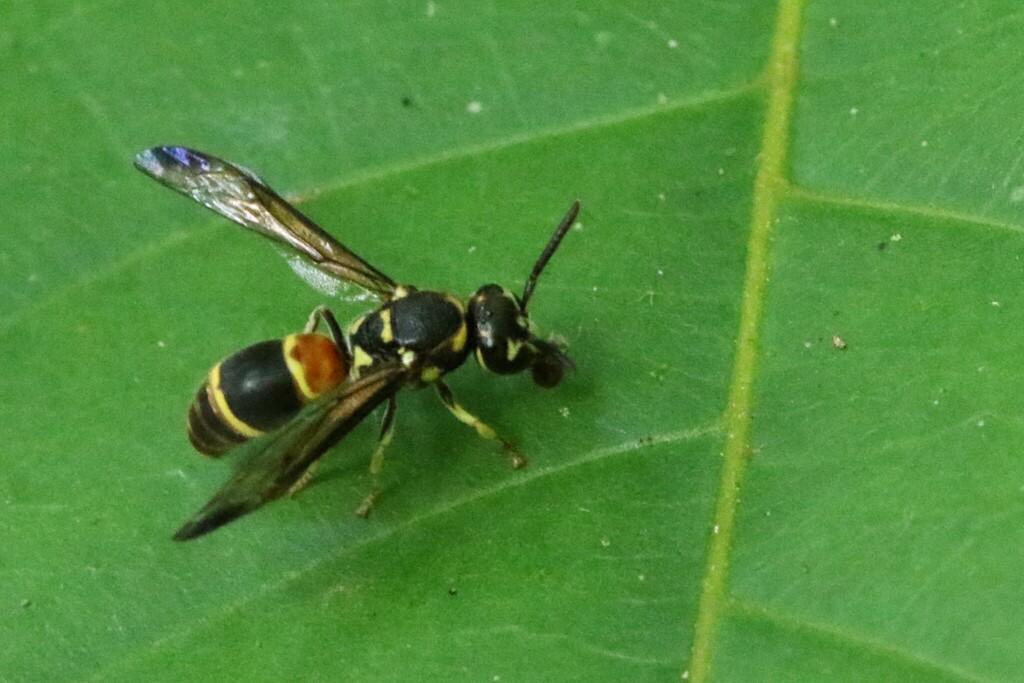 Stenodyneriellus heterospilus