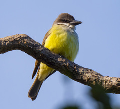 Thick-Billed Kingbird photo 4