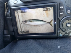 Scomber australasicus